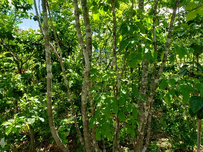 おすすめの植木 庭木 有限会社澤野園 椿 カメリア プルプレア モミジ ガーデニング